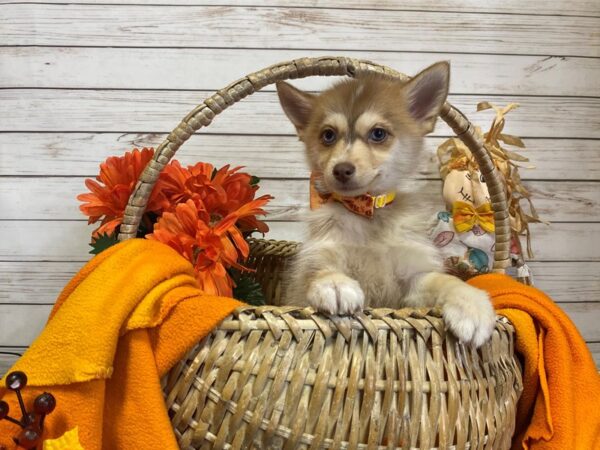 Pomsky DOG Female Red / White 21333 Petland Batavia, Illinois