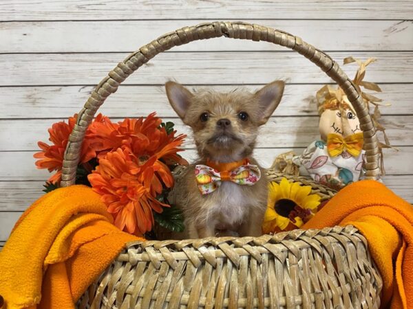 Chorkie-DOG-Female-Brown-21334-Petland Batavia, Illinois
