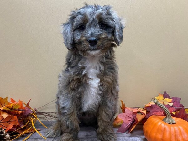 Goldendoodle Mini 2nd Gen DOG Female Blue Merle 13145 Petland Batavia, Illinois