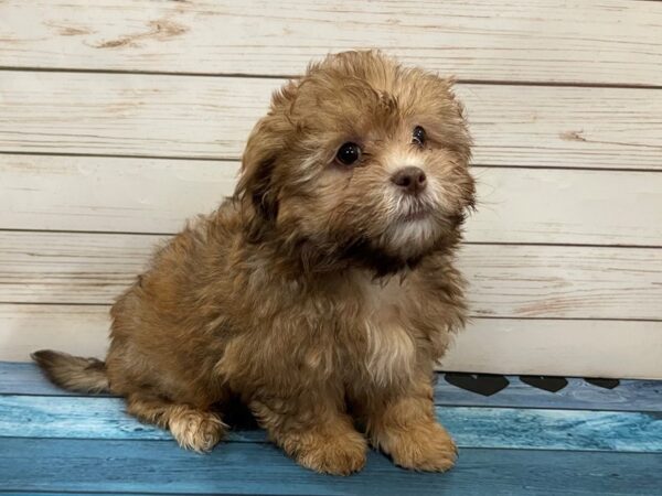 Shih Poo DOG Male Red Sable 13144 Petland Batavia, Illinois