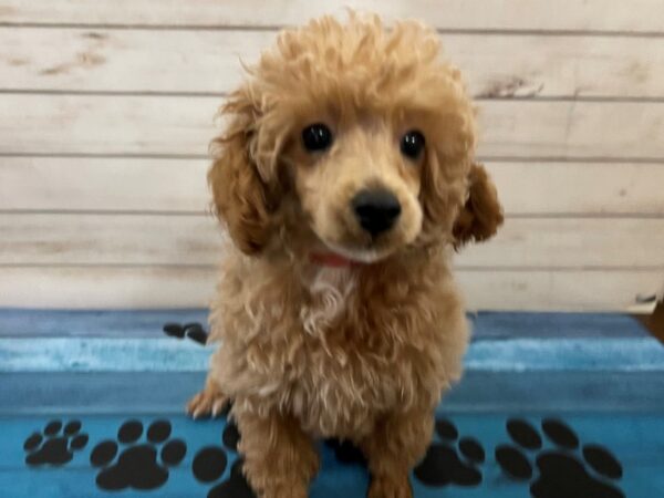 Poodle Mini DOG Female Apricot 13143 Petland Batavia, Illinois