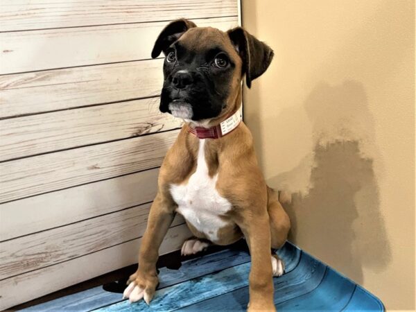 Boxer DOG Female Fawn 13141 Petland Batavia, Illinois