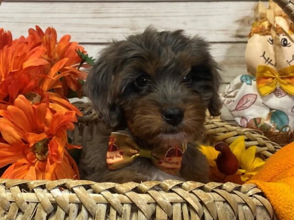 Goldendoodle Mini 2nd Gen-DOG-Female-Blue Merle-21347-Petland Batavia, Illinois