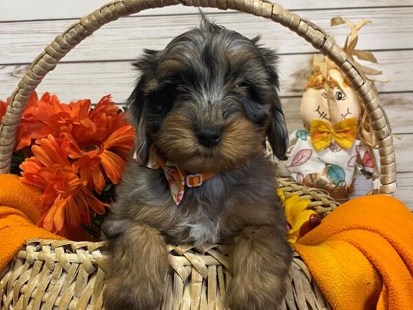Goldendoodle Mini 2nd Gen DOG Female Blue Merle 21346 Petland Batavia, Illinois