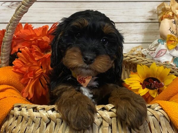Goldendoodle Mini 2nd Gen-DOG-Female-Black and Tan-21345-Petland Batavia, Illinois