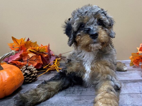 Goldendoodle Mini 2nd Gen DOG Female Blue Merle 21107 Petland Batavia, Illinois