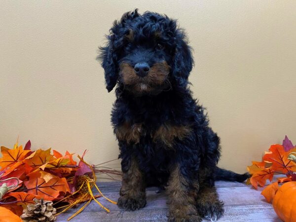 Goldendoodle Mini 2nd Gen-DOG-Male-Black and Tan-21106-Petland Batavia, Illinois