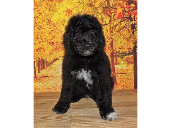 Aussiedoodle Mini 2nd Generation DOG Male Black 13151 Petland Batavia, Illinois