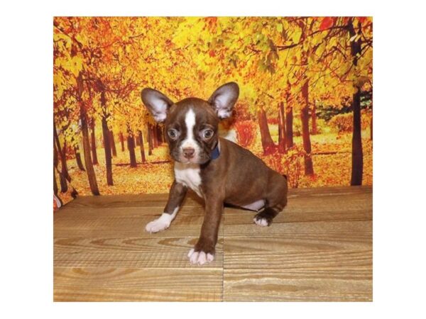 Boston Terrier-DOG-Female-Seal / White-13149-Petland Batavia, Illinois