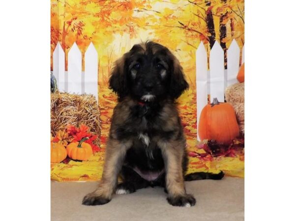 Shepadoodle-DOG-Female-Sable-13155-Petland Batavia, Illinois