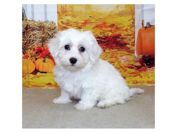 Bichon Frise DOG Female White 13148 Petland Batavia, Illinois