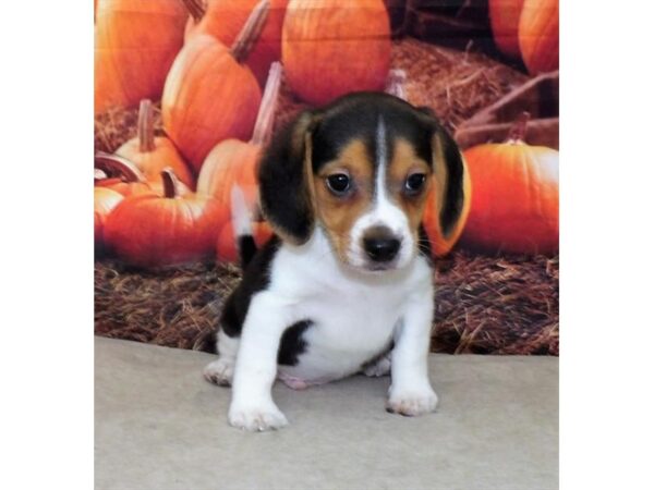 Beagle DOG Male Black White / Tan 13147 Petland Batavia, Illinois