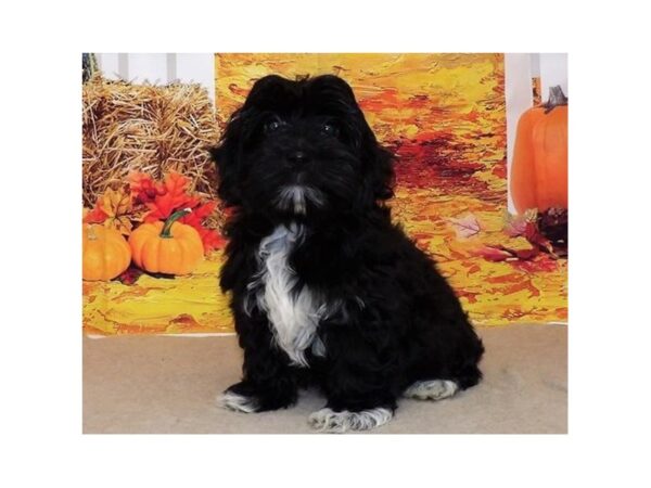 Havanese DOG Male Black 21349 Petland Batavia, Illinois