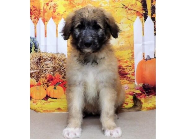 Shepadoodle-DOG-Male-Sable-21354-Petland Batavia, Illinois