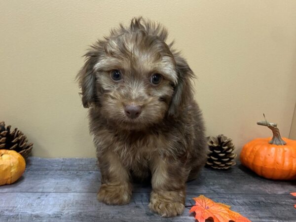 Havanese DOG Male Chocolate 21042 Petland Batavia, Illinois