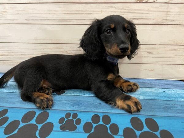 Dachshund-DOG-Male-Black / Tan-13123-Petland Batavia, Illinois