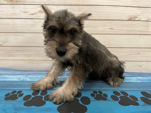 Miniature Schnauzer DOG Male Salt / Pepper 13158 Petland Batavia, Illinois