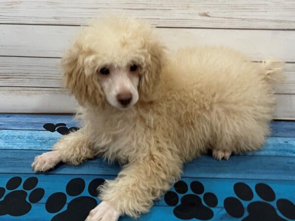 Poodle Mini DOG Male Apricot 13160 Petland Batavia, Illinois