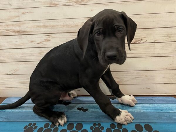 Great Dane-DOG-Male-Black-13159-Petland Batavia, Illinois