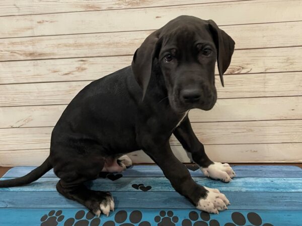 Great Dane DOG Male Black 13159 Petland Batavia, Illinois