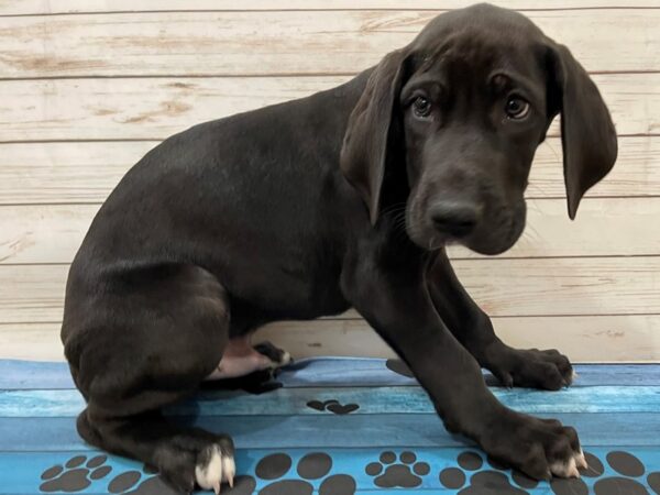 Great Dane DOG Male Black 13156 Petland Batavia, Illinois