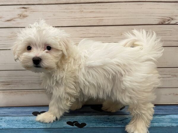 Maltese-DOG-Male--13157-Petland Batavia, Illinois