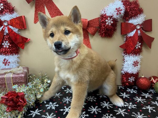 Shiba Inu DOG Female Red 21113 Petland Batavia, Illinois