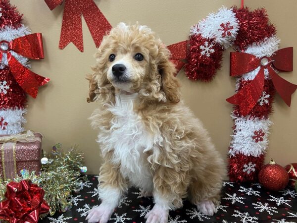 Poodle Mini DOG Male Cream 21112 Petland Batavia, Illinois