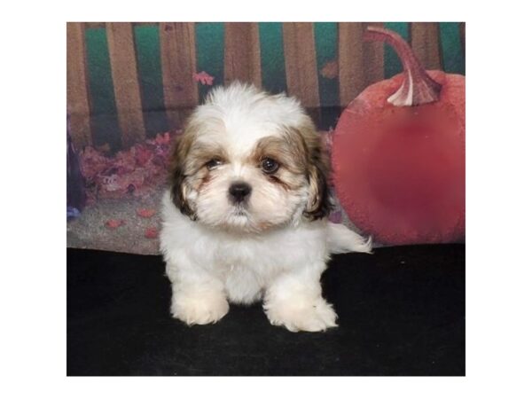 Shih Tzu-DOG-Male-White / Gold-21101-Petland Batavia, Illinois