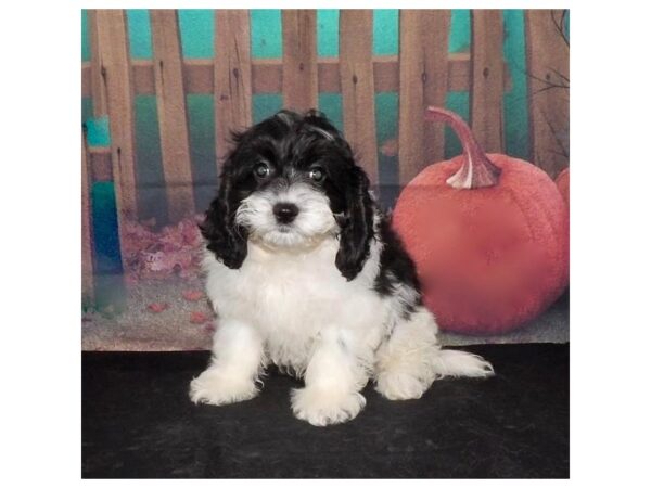 Cock A Poo DOG Male Black / White 21066 Petland Batavia, Illinois