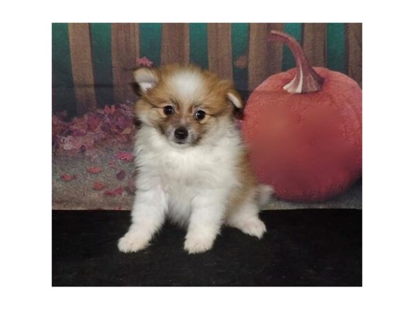 Pomeranian DOG Female Orange / White 21062 Petland Batavia, Illinois