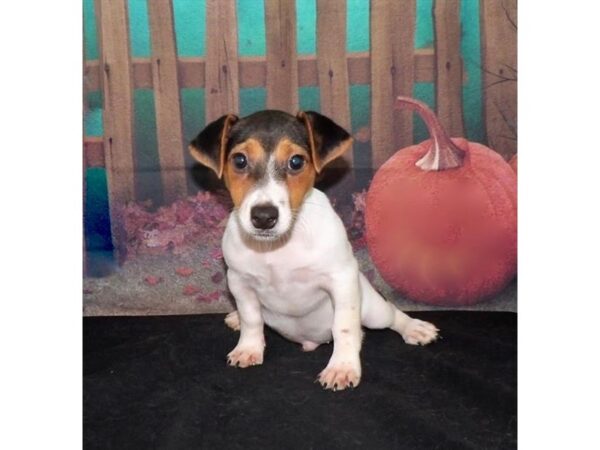 Jack Russell Terrier DOG Male Black 21098 Petland Batavia, Illinois