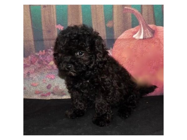 Malti Poo DOG Male Black 21351 Petland Batavia, Illinois