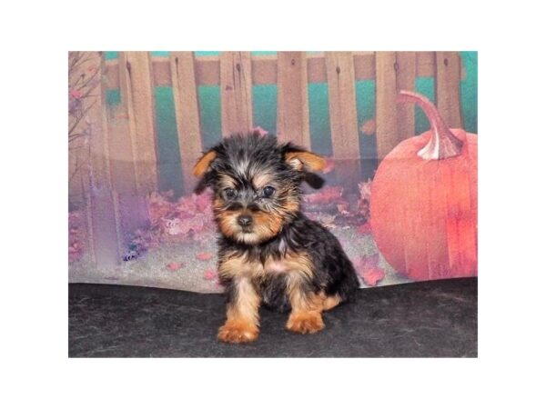 Silky Terrier DOG Female Black / Tan 21312 Petland Batavia, Illinois