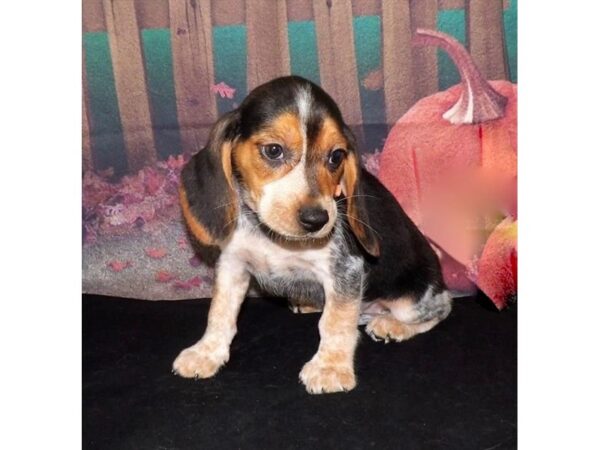 Beagle-DOG-Female-Black White / Tan-21310-Petland Batavia, Illinois