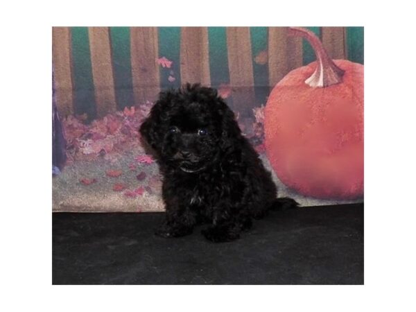 Malti Poo DOG Female Black 13153 Petland Batavia, Illinois