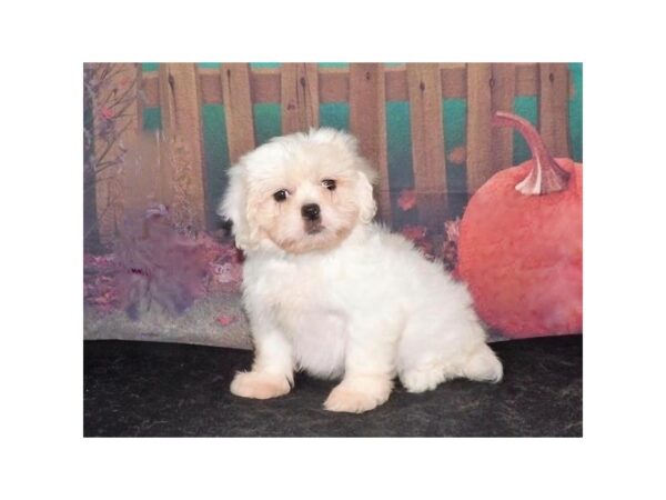 Pekachon DOG Female White / Cream 13152 Petland Batavia, Illinois