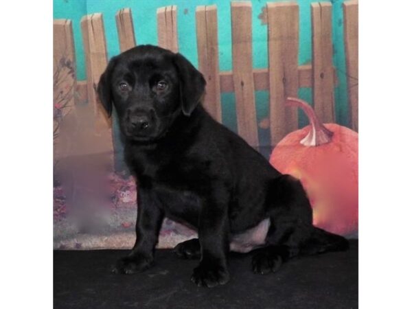 Labrador Retriever DOG Male Black 13150 Petland Batavia, Illinois