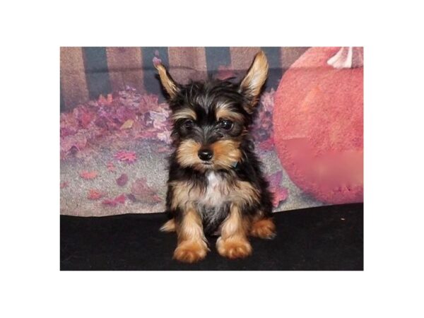 Yorkshire Terrier DOG Male Black / Tan 13117 Petland Batavia, Illinois