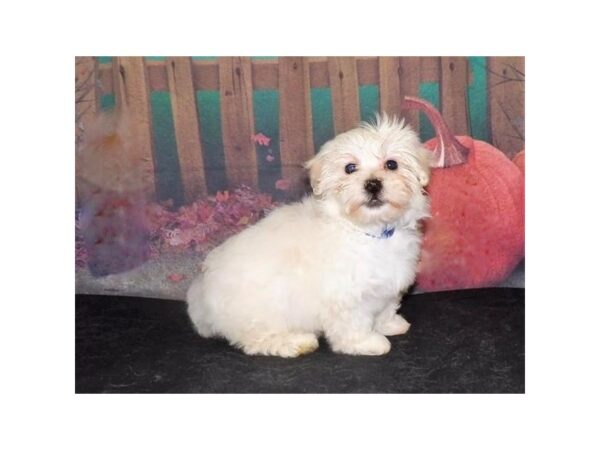 Havanese DOG Male Cream 13115 Petland Batavia, Illinois