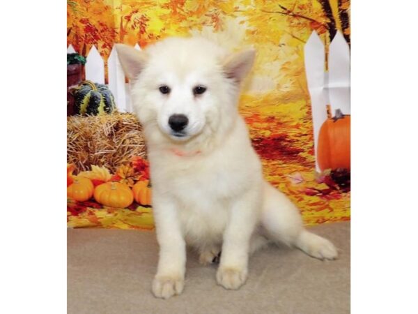 Chowsky DOG Female Cream 13164 Petland Batavia, Illinois