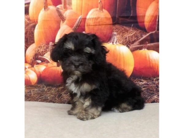 Lhasa Poo-DOG-Male-Black / Tan-21116-Petland Batavia, Illinois