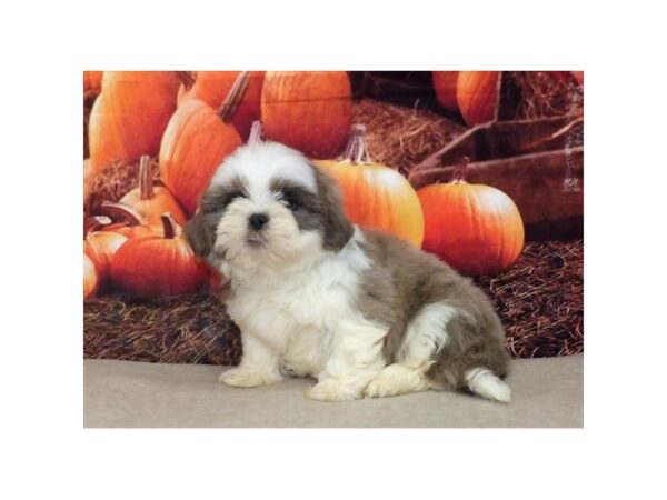 Shih Tzu-DOG-Male-Blue Fawn / White-21118-Petland Batavia, Illinois