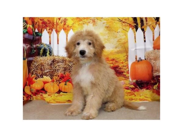 Poodle/Anatolian Shepherd-DOG-Male-Apricot-21119-Petland Batavia, Illinois