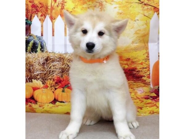 Chowsky-DOG-Female-Red / White-21115-Petland Batavia, Illinois