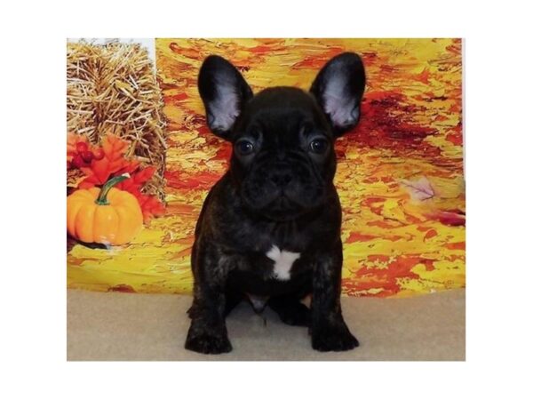 2nd Gen. Frenchton-DOG-Male-Black Brindle-21117-Petland Batavia, Illinois