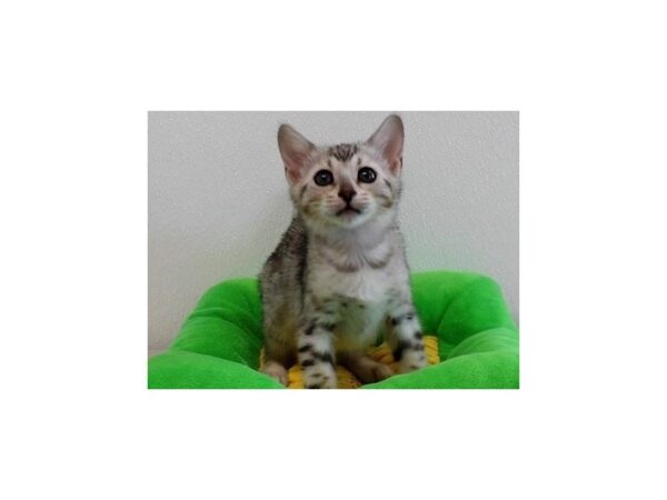 Bengal-CAT-Female-Seal Sepia-21369-Petland Batavia, Illinois