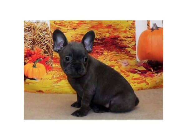 2nd Gen. Frenchton DOG Male Blue 21370 Petland Batavia, Illinois