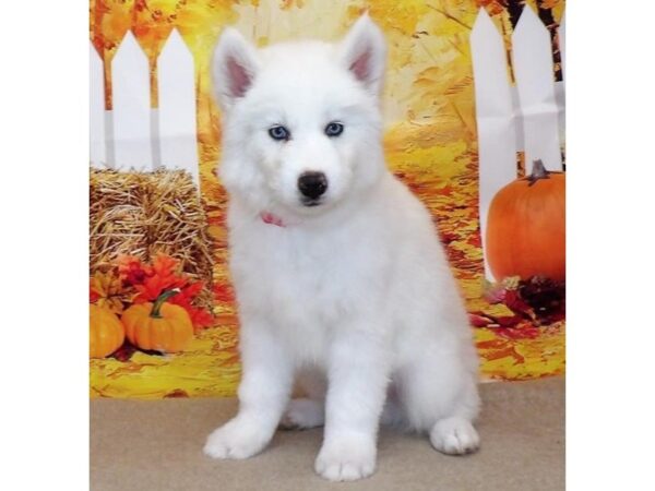 Siberian Husky DOG Male White 21368 Petland Batavia, Illinois