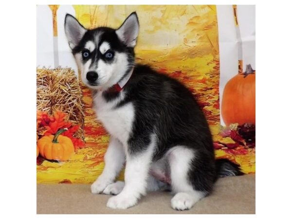 Siberian Husky DOG Female Black / White 21367 Petland Batavia, Illinois